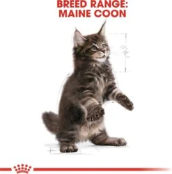 Royal Canin Maine Coon Kitten - Kattenvoer - 4 Kg -Huisdierbenodigdheden Serie 1186x1200 1