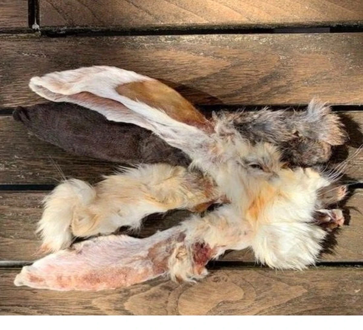 Merkloos Konijnenoren Met Haar - 2 X 1 Kg - 100% Natuurlijk 2 Merkloos Konijnenoren Met Haar - 2 X 1 Kg - 100% Natuurlijk - Afbeelding 2