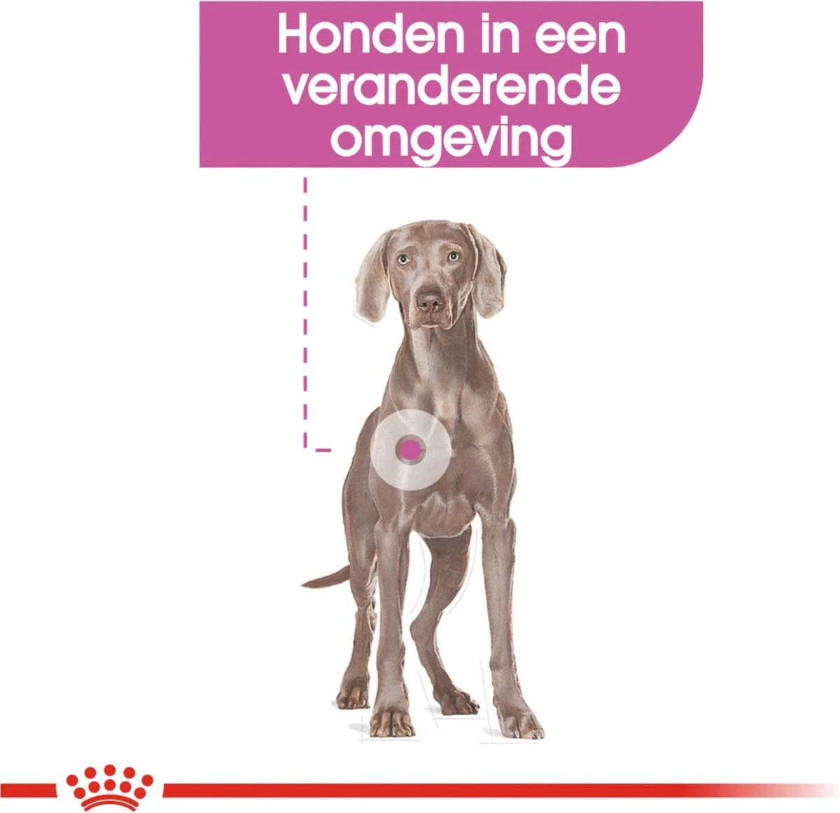 Royal Canin Ccn Relax Care Maxi - Hondenvoer - 9 Kg 2 Royal Canin Ccn Relax Care Maxi - Hondenvoer - 9 Kg - Afbeelding 2
