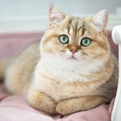 Lord Lou - George Roze Velvet S - Luxe Hondenmand - Luxe Kattenmand - 49x40x31 12 Lord Lou - George Roze Velvet S - Luxe Hondenmand - Luxe Kattenmand - 49x40x31 -Huisdierbenodigdheden Serie 1200x1197 6