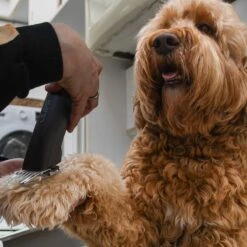 Clipr Ultimate 2-speed Hondentondeuse Op Accu 12 Clipr Ultimate 2-speed Hondentondeuse Op Accu -Huisdierbenodigdheden Serie 1200x1200 135