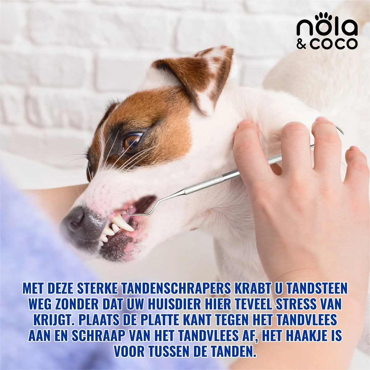 Nola & Coco® Tandsteen Verwijderaar Set Inclusief Bewaardoosje - Tandenkrabber - Set Van Twee - Hond - Kat - Tandenborstel - Tandplak Verwijderen - Tandenstoker - Honden Tanden Schoonmaken - Tandenhaakje - Gebitsreiniging 6 Nola & Coco® Tandsteen Verwijderaar Set Inclusief Bewaardoosje - Tandenkrabber - Set Van Twee - Hond - Kat - Tandenborstel - Tandplak Verwijderen - Tandenstoker - Honden Tanden Schoonmaken - Tandenhaakje - Gebitsreiniging - Afbeelding 6