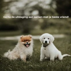 AYOO Agility Voor De Hond - Honden Training - Honden Behendigheid Set - Hondenparcours - Training Huisdieren - Honden Agility Set - Slalom - Horde - Draagzak - Agility Set - Oranje - Wit - GRATIS Speeltouw 17 AYOO Agility Voor De Hond - Honden Training - Honden Behendigheid Set - Hondenparcours - Training Huisdieren - Honden Agility Set - Slalom - Horde - Draagzak - Agility Set - Oranje - Wit - GRATIS Speeltouw -Huisdierbenodigdheden Serie 1200x1200 190