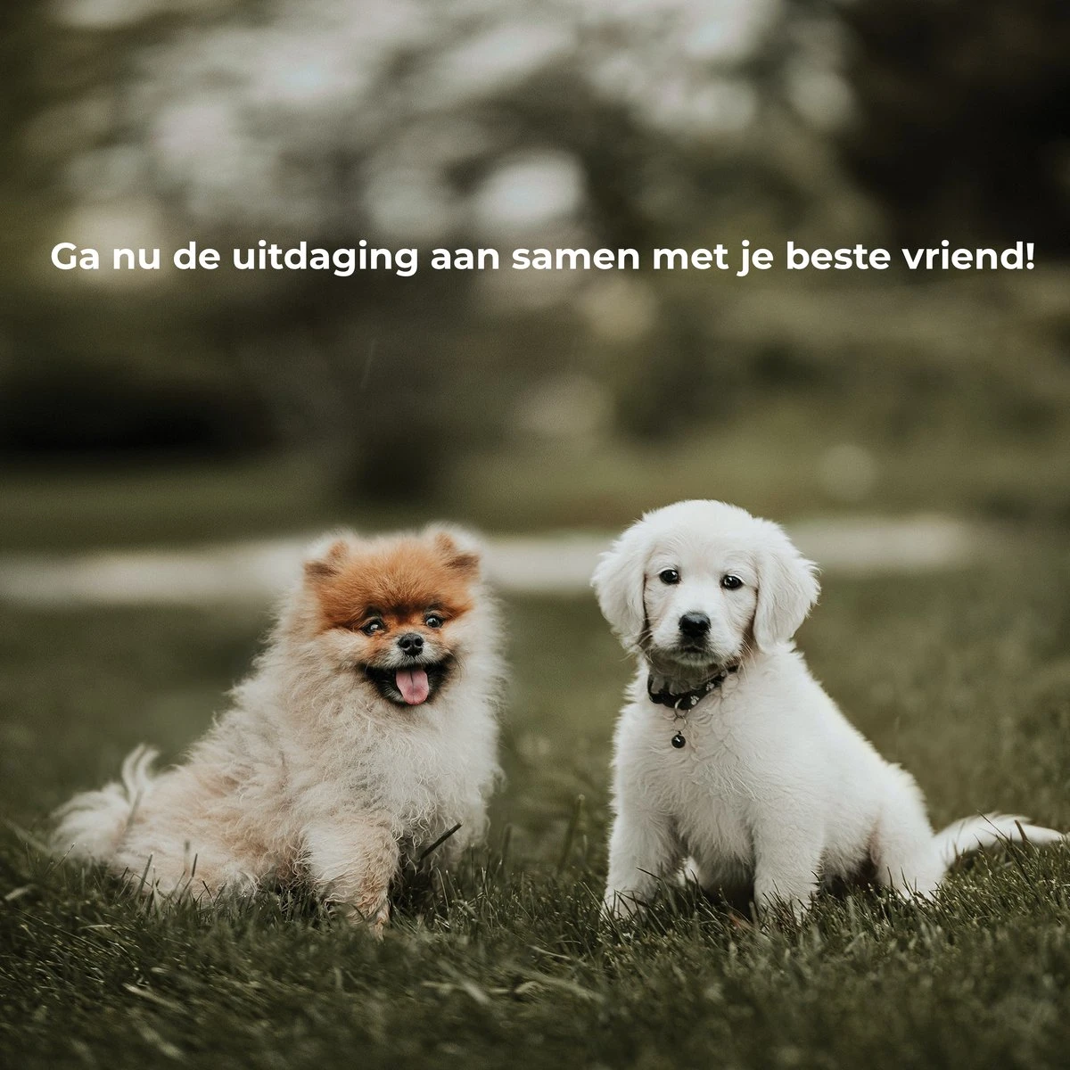 AYOO Agility Voor De Hond - Honden Training - Honden Behendigheid Set - Hondenparcours - Training Huisdieren - Honden Agility Set - Slalom - Horde - Draagzak - Agility Set - Oranje - Wit - GRATIS Speeltouw 9 AYOO Agility Voor De Hond - Honden Training - Honden Behendigheid Set - Hondenparcours - Training Huisdieren - Honden Agility Set - Slalom - Horde - Draagzak - Agility Set - Oranje - Wit - GRATIS Speeltouw - Afbeelding 9