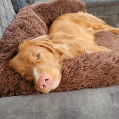 Origineel Hondendeken Voor Bank– Hondenkleed Fluffy – Pluche Hondenbed - Hondenmand Premium - Volledig Afritsbaar 15 Origineel Hondendeken Voor Bank– Hondenkleed Fluffy – Pluche Hondenbed - Hondenmand Premium - Volledig Afritsbaar -Huisdierbenodigdheden Serie 1200x1200 298