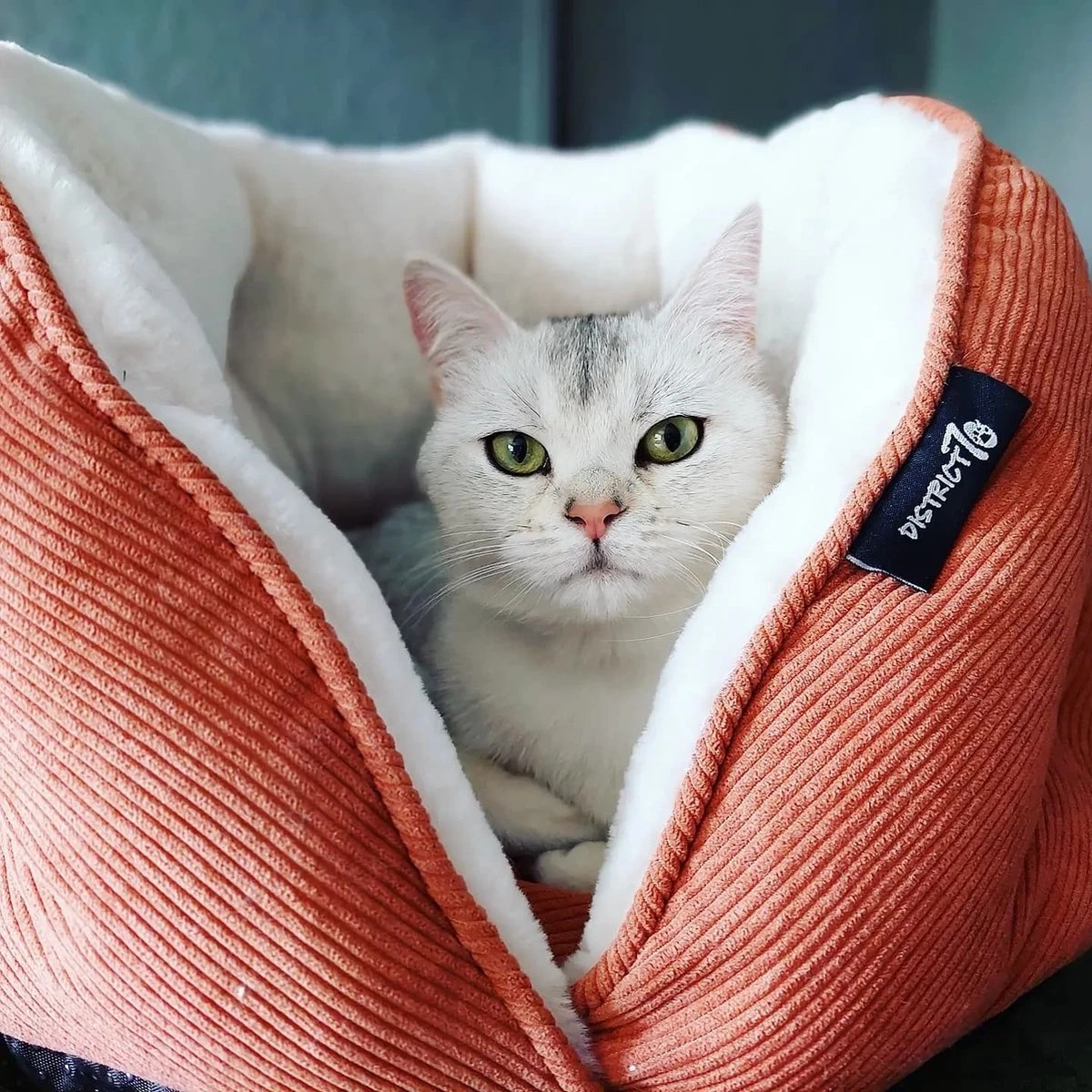 District 70 TUCK - Luxe & Comfortabele Mand Kleine Honden - Terra, Donkergrijs & Zand - 50x50x30 Cm - Zand 2 District 70 TUCK - Luxe & Comfortabele Mand Kleine Honden - Terra, Donkergrijs & Zand - 50x50x30 Cm - Zand - Afbeelding 2