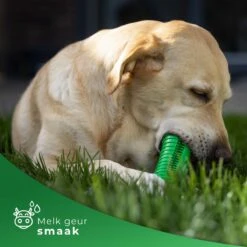 Tandenborstel Hond Melk Geur Smaak En Piep Honden Speelgoed Dog Toy - Krokodil Groen - Dutchwide -Huisdierbenodigdheden Serie 1200x1200 403