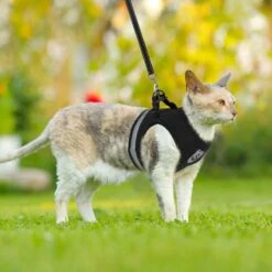 Merkloos Kattentuigje Met Looplijn | Zwart Kattenharnas | Easy Step In | Kattenriem | Kattenlijn | Kattentuig | Maat S -Huisdierbenodigdheden Serie 1200x1200 488
