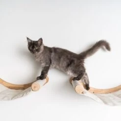 RHRQuality Wandmeubel Wandmontage Klimmuur Kat 53 X 43cm Luxe Hangmat XXL Creme Klim Wand Muur Krabpaal Katten Muurbevestiging -Huisdierbenodigdheden Serie 1200x1200 532