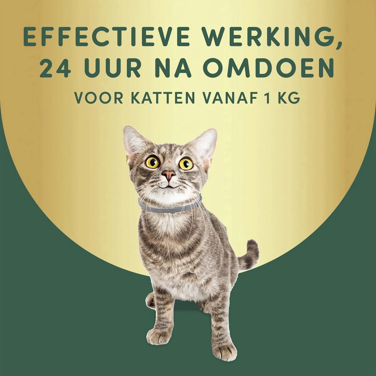 3 Stuks Vlooienband Kat Tekenband - 100% Natuurlijk Veilig En Waterbestendig 2 3 Stuks Vlooienband Kat Tekenband - 100% Natuurlijk Veilig En Waterbestendig - Afbeelding 2