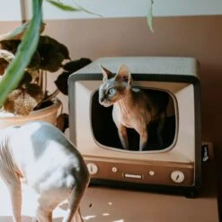 District 70 TELLY - Retro TV Krabmeubel - Instagrammable Kartonnen TV Voor Katten - 39 X 27 X 37 Cm 20 District 70 TELLY - Retro TV Krabmeubel - Instagrammable Kartonnen TV Voor Katten - 39 X 27 X 37 Cm -Huisdierbenodigdheden Serie 1200x1200 597