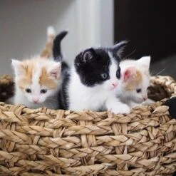 District 70 COCOON - Luxe Hondenmand Van Duurzaam Hoogwaardig Riet Met Zacht Kussen - Maten S/M/L - Large -Huisdierbenodigdheden Serie 1200x1200 60