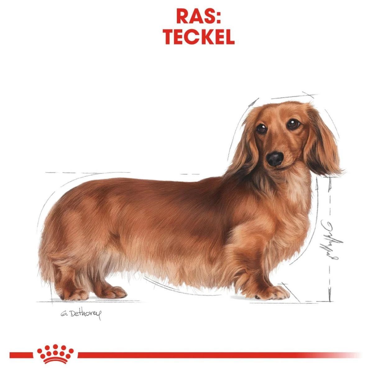 Royal Canin Dachshund/Teckel Adult 7.5 KG 11 Royal Canin Dachshund/Teckel Adult 7.5 KG - Afbeelding 11