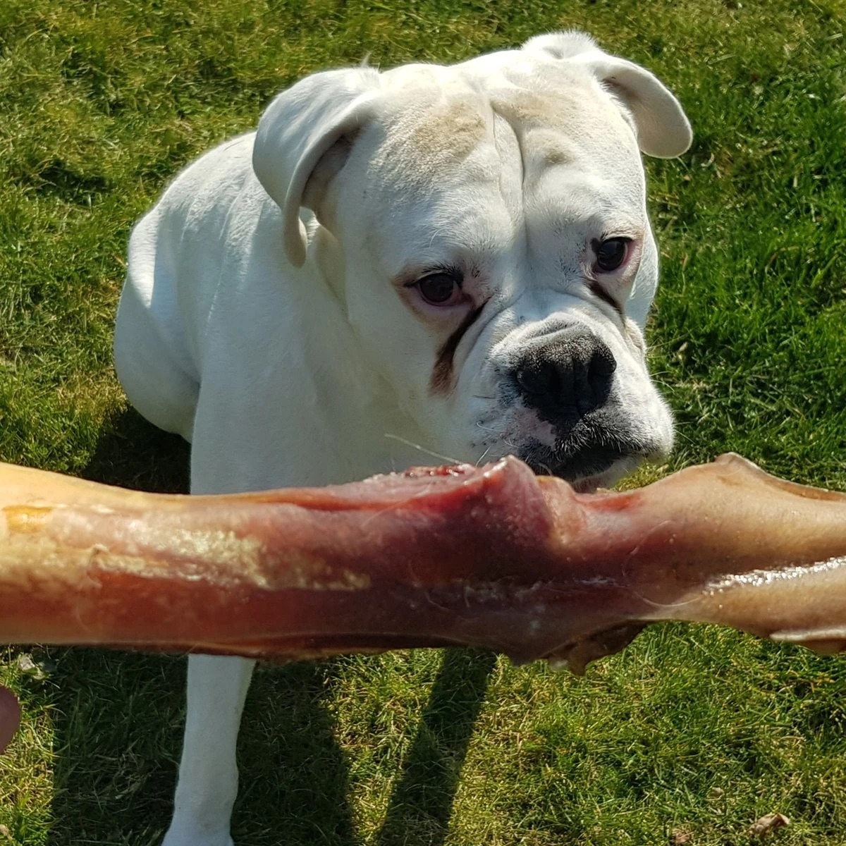 Topdiervoeding Runderkophuid Hondensnacks - Vers Gedroogd - 30cm - 1000 Gram 3 Topdiervoeding Runderkophuid Hondensnacks - Vers Gedroogd - 30cm - 1000 Gram - Afbeelding 3