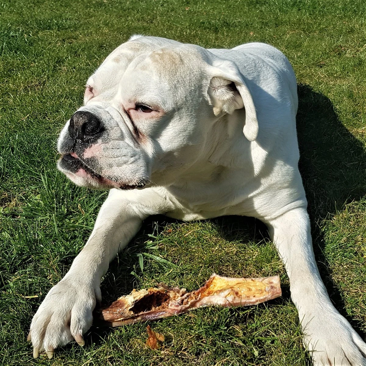 Topdiervoeding Runderkophuid Hondensnacks - Vers Gedroogd - 30cm - 1000 Gram 4 Topdiervoeding Runderkophuid Hondensnacks - Vers Gedroogd - 30cm - 1000 Gram - Afbeelding 4