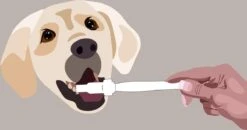 Aedogz Tandsteen Verwijder Spons Hond & Kat - Verwijdert Tandsteen, Aanslag En Vlekken - Verfrist De Adem Voorkomt Tandvleesproblemen. 5 Aedogz Tandsteen Verwijder Spons Hond & Kat - Verwijdert Tandsteen, Aanslag En Vlekken - Verfrist De Adem Voorkomt Tandvleesproblemen. -Huisdierbenodigdheden Serie 1200x632