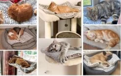 Merkloos Zelfverwarmende Dierendeken Zonder Stroom Thermo Deken Hond Kat Inclusief Adreslabel 70 X 47 Cm 13 Merkloos Zelfverwarmende Dierendeken Zonder Stroom Thermo Deken Hond Kat Inclusief Adreslabel 70 X 47 Cm -Huisdierbenodigdheden Serie 1200x751 2