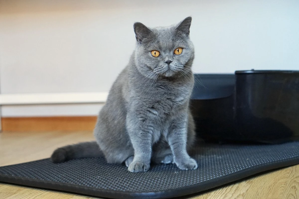 Merkloos Tastelio XXL Kattenbakmat 75x55cm - Groot Kattenbak Mat Met Innovatieve Honingraatstructuur - Dubbele Waterdichte Laag - Katten Bak Mat Met Eenvoudige Reiniging Grit Opvanger 9 Merkloos Tastelio XXL Kattenbakmat 75x55cm - Groot Kattenbak Mat Met Innovatieve Honingraatstructuur - Dubbele Waterdichte Laag - Katten Bak Mat Met Eenvoudige Reiniging Grit Opvanger - Afbeelding 9