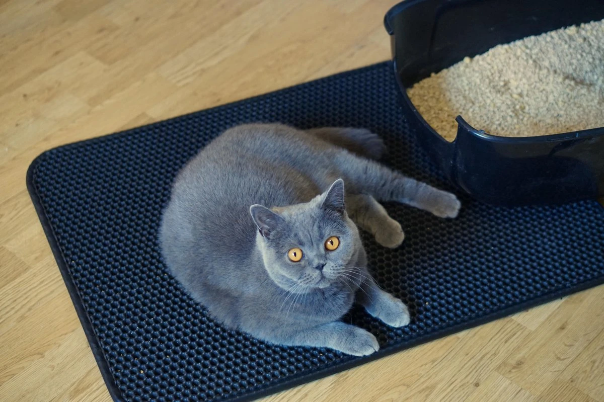 Merkloos Tastelio XXL Kattenbakmat 75x55cm - Groot Kattenbak Mat Met Innovatieve Honingraatstructuur - Dubbele Waterdichte Laag - Katten Bak Mat Met Eenvoudige Reiniging Grit Opvanger 10 Merkloos Tastelio XXL Kattenbakmat 75x55cm - Groot Kattenbak Mat Met Innovatieve Honingraatstructuur - Dubbele Waterdichte Laag - Katten Bak Mat Met Eenvoudige Reiniging Grit Opvanger - Afbeelding 10