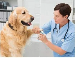 Woodoro Nagelknipper Nagelvijl Nagelschaar Voor Hond En Kat - Incl. Veiligheidsstop 11 Woodoro Nagelknipper Nagelvijl Nagelschaar Voor Hond En Kat - Incl. Veiligheidsstop -Huisdierbenodigdheden Serie 1200x928 1