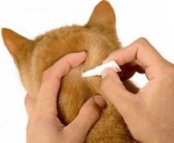 Frontline Spot-On Anti Vlooienmiddel Kat - 6 Pipetten 16 Frontline Spot-On Anti Vlooienmiddel Kat - 6 Pipetten -Huisdierbenodigdheden Serie 1200x987 2