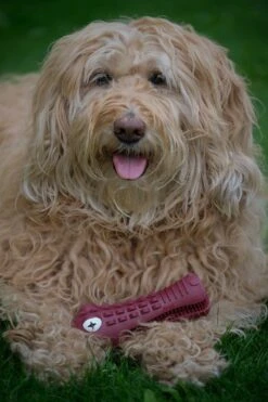 Tandenborstel Hond Melk Geur Smaak En Piep Honden Speelgoed Dog Toy - Krokodil Groen - Dutchwide -Huisdierbenodigdheden Serie 800x1200 2