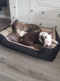 Hondenmand Cordura XXXL – Donkergrijs - 125 X 90 X 24 Cm 15 Hondenmand Cordura XXXL – Donkergrijs - 125 X 90 X 24 Cm -Huisdierbenodigdheden Serie 892x1200