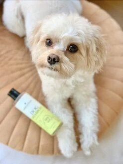 Fresh & Fluffy - Hondenshampoo Kamille / Patchouli - Geschikt Voor Alle Hondenrassen - Natuurlijk & Vegan Voor De Gevoelige Huid - 250ml 7 Fresh & Fluffy - Hondenshampoo Kamille / Patchouli - Geschikt Voor Alle Hondenrassen - Natuurlijk & Vegan Voor De Gevoelige Huid - 250ml -Huisdierbenodigdheden Serie 899x1200