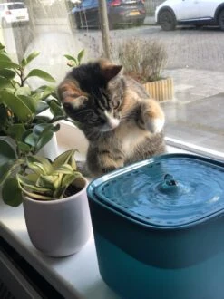 No Logo - 3L - Drinkfontein Voor Huisdieren, Water Fontein - Waterdispenser - Waterautomaat Drinkbakken 3L Voor Huisdieren Katten - Honden - Konijnen - Goud - Groen - Kattenfontein - Fontein - Drink - Bak - Drinkbak - Hond - Konijn - Kat - 2l - 1l - 11 No Logo - 3L - Drinkfontein Voor Huisdieren, Water Fontein - Waterdispenser - Waterautomaat Drinkbakken 3L Voor Huisdieren Katten - Honden - Konijnen - Goud - Groen - Kattenfontein - Fontein - Drink - Bak - Drinkbak - Hond - Konijn - Kat - 2l - 1l - -Huisdierbenodigdheden Serie 899x1200 8