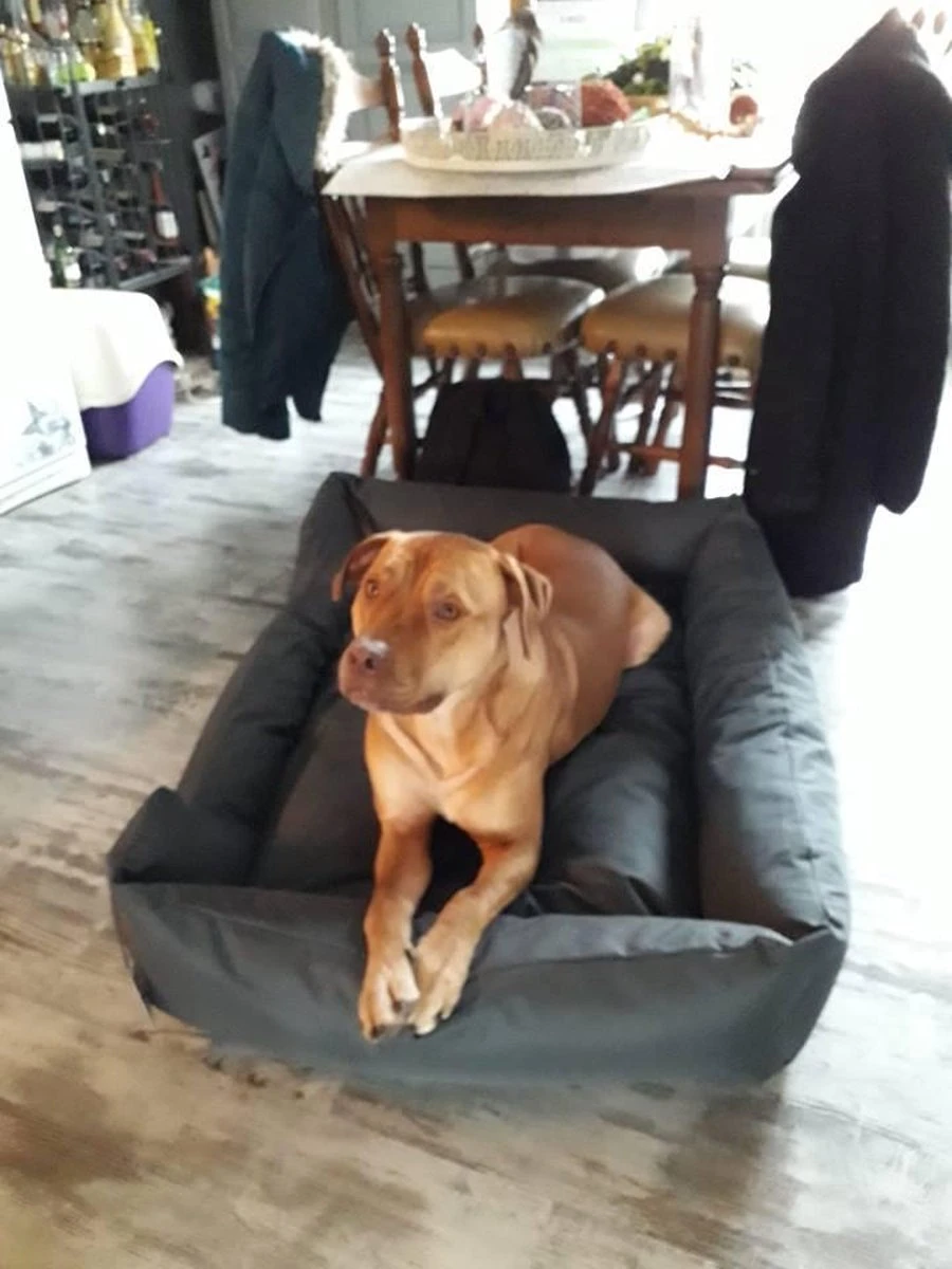 Hondenmand Cordura XXXL – Donkergrijs - 125 X 90 X 24 Cm 7 Hondenmand Cordura XXXL – Donkergrijs - 125 X 90 X 24 Cm - Afbeelding 7