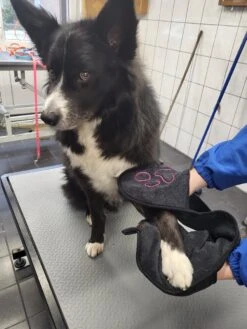 N4dogs – Hondenhanddoek – Honden Handdoek – Microvezel Handdoek – Handdoek Hond – Droogdoek Hond – Dierendeken – Sterk Absorberend – Handdoek Met Zakken - Zwart - 66 X 23 Cm -Huisdierbenodigdheden Serie 900x1200 7