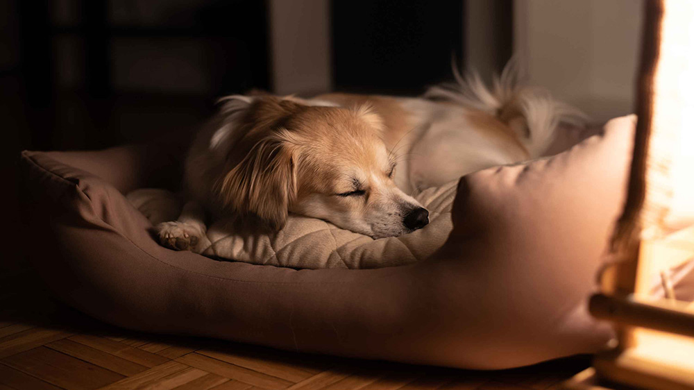 Huisdierbenodigdheden Serie -Huisdierbenodigdheden Serie 1