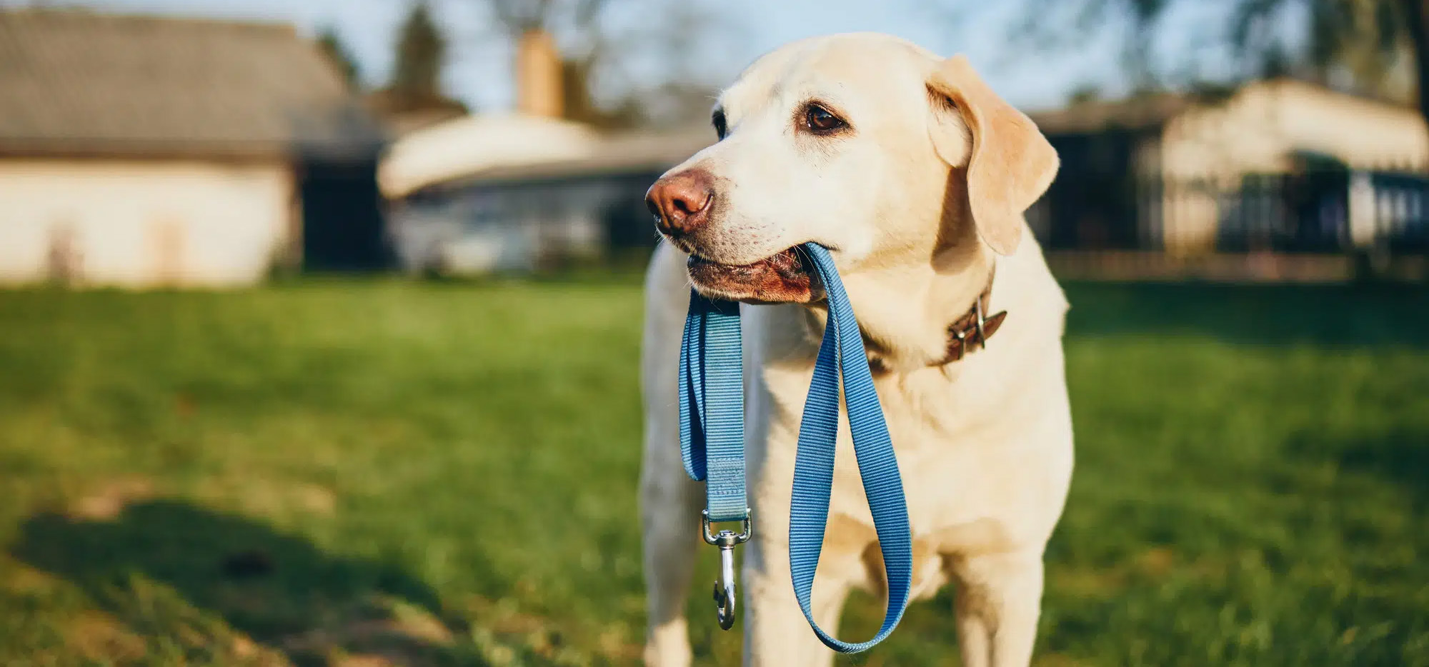 Huisdierbenodigdheden Serie -Huisdierbenodigdheden Serie 3